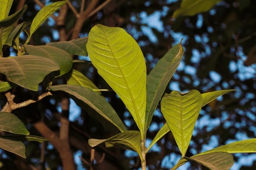 Voacanga africana, photograph 4