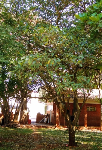 Small-fruit wild frangipani (Voacanga africana)