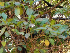 Voacanga africana image