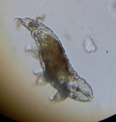 Tardigrada