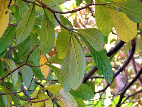 Voacanga africana, photograph 5