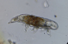 Tardigrada