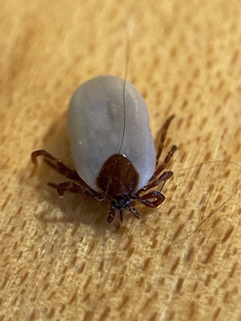 Groundhog Tick