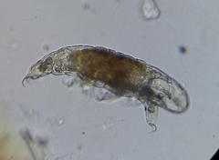 Tardigrada