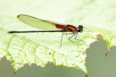 Hetaerina cruentata