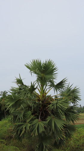 Borassus flabellifer