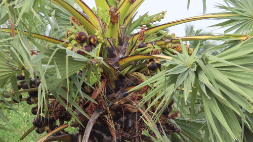 Borassus flabellifer