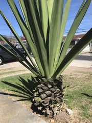 Agave sisalana