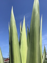 Agave sisalana
