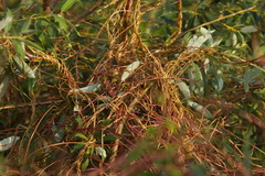 Cuscuta lupuliformis