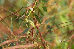Cuscuta lupuliformis
