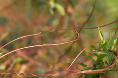 Cuscuta lupuliformis