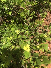 Grewia vernicosa