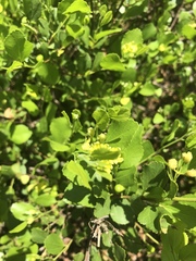 Grewia vernicosa