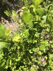 Grewia vernicosa