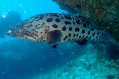 Epinephelus tukula