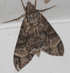 Psilogramma menephron