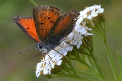 Lycaena candens