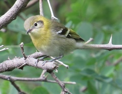 Peucedramus taeniatus