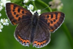 Lycaena helle