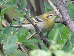 Peucedramus taeniatus