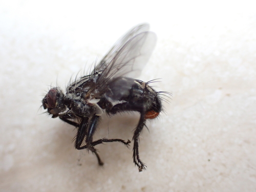 Sarcophaga vagans