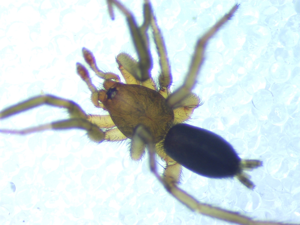 Stealthy ground spider
