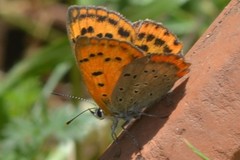 Lycaena ottomanus