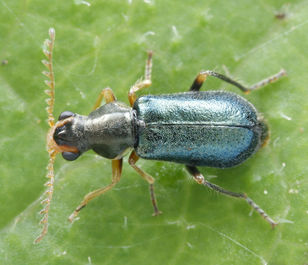 Condylops