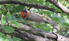 Red-Faced Warbler photo 2