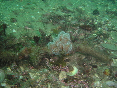 Aplidium ocellatum