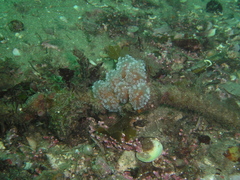 Aplidium ocellatum
