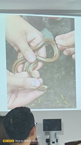 Ningshaan Kukri Snake