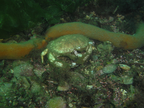 Horse Crab, photo 5 of 8