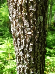 Fraxinus nigra image