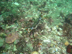 Liocarcinus corrugatus