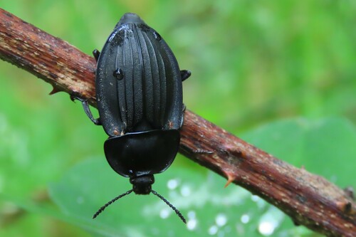 Silpha carinata, photo 2 of 10