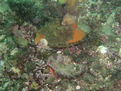 Aequipecten opercularis