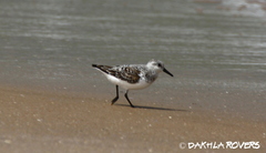 Calidris alba