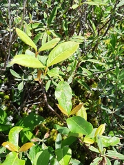 Viburnum cassinoides image
