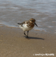 Calidris alba