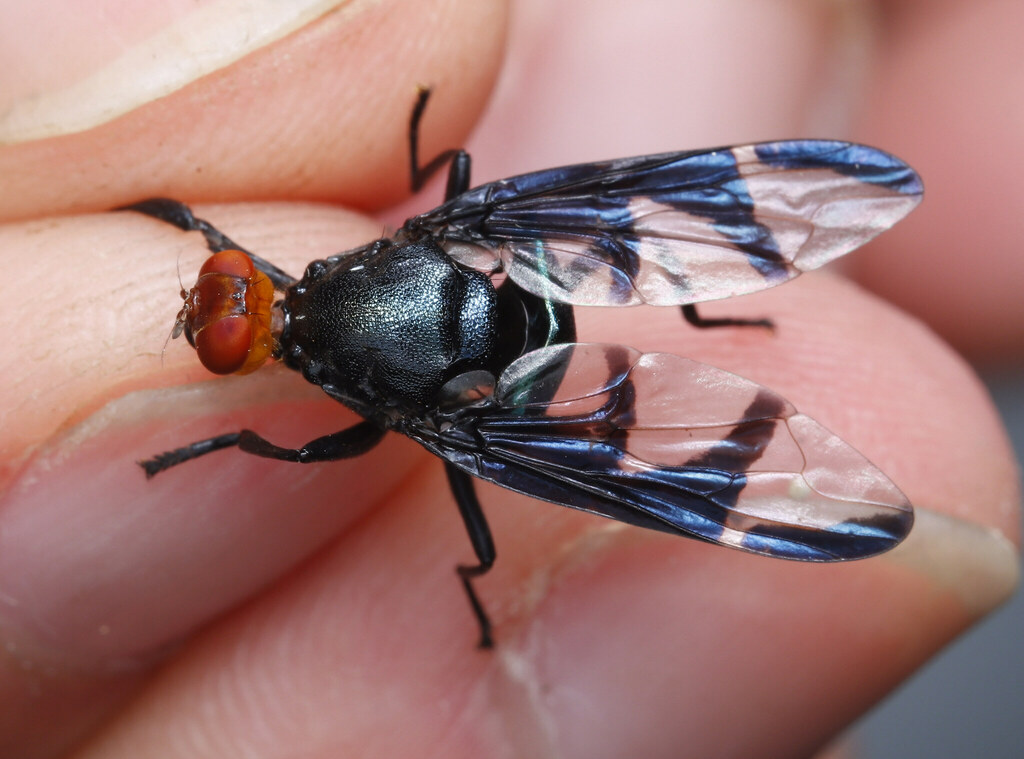 Loxonevra decora