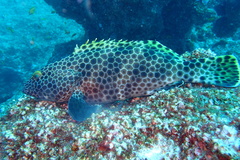 Epinephelus macrospilos