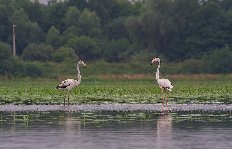 iNaturalist.org. А. Яковлев, Порецкий р-н Чувашия, июль 2009