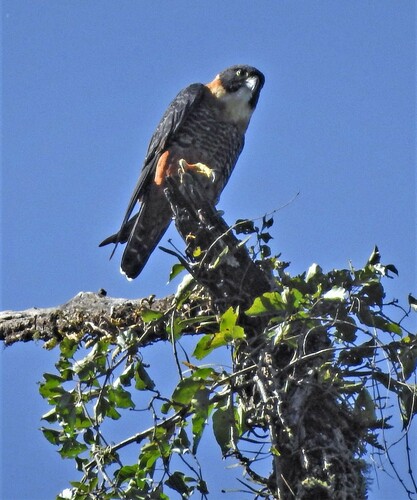 Orange-breasted Falcon