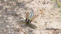 Julodis variolaris