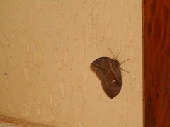 Eryphanis