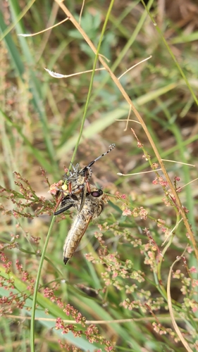 Echthistus rufinervis