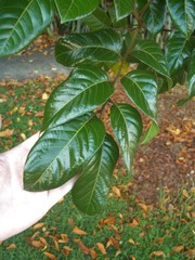 Alectryon excelsus grandis