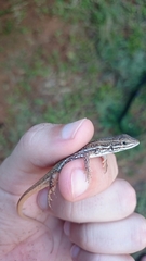 Meroles squamulosus